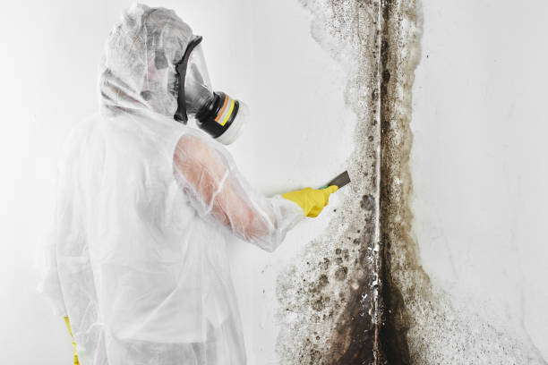 Attic Mold Removal in Marlboro, NY