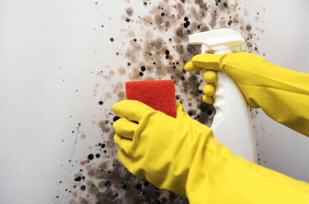 Best Attic Mold Removal  in Marlboro, NY