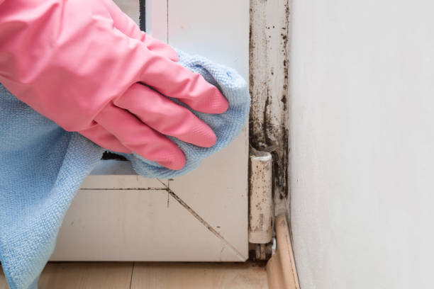 Best Professional Mold Removal  in Marlboro, NY